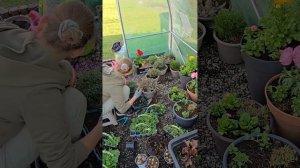 Цветы-цветочки #сад #весна #цветы #пересадка #garden #spring #fl