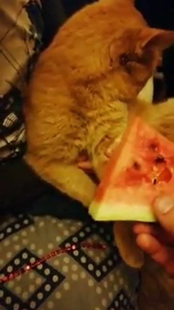 А мой кот отказовает есть арбуз смотреть онлайн