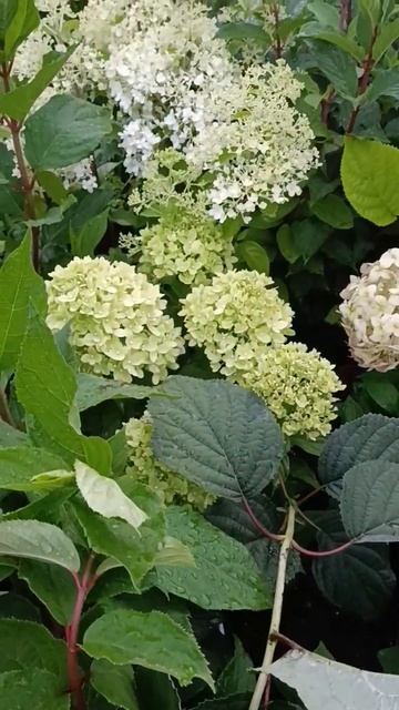 Цветут гортензии 20.07.2024 смотреть онлайн