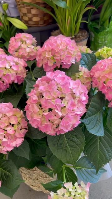 Hydrangea flowers in pink at Albertsons #shorts #flowers  #hydrangeaflowers #plants смотреть онлайн