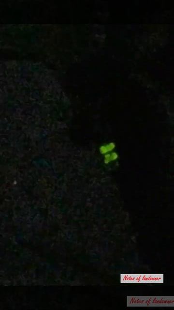 Ночная охота на светлячка Волшебный фонарик #Shorts #Свет смотреть онлайн