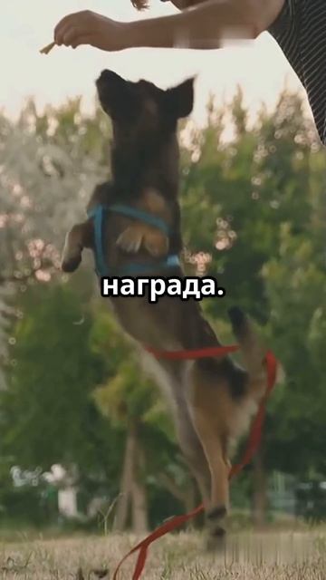 Почему собаки–лучшие друзья человека? #природа #собак