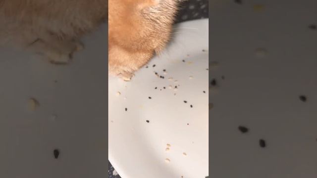 Даже Моя Кошка Ест КЕТО Хачапури😂😅🤣Cute Cat Eats KETO Hachapuri смотреть онлайн