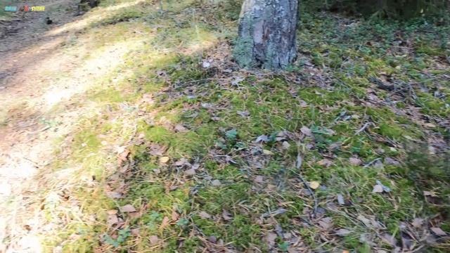 💥 МЕЧТА ГРИБНИКА! Белые грибы корзинами! ШОК ОТ ОСЕНН? смотреть онлайн