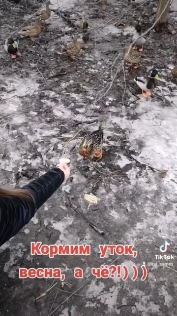 Утки едят с рук. #природа #весна #утки смотреть онлайн
