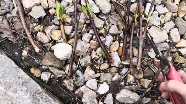🌱 ВЕСЕННЕЕ ЧЕРЕНКОВАНИЕ: ЛУЧШИЕ ЛАЙФХАКИ ДЛЯ 100% УКОРЕНЕНИЯ
