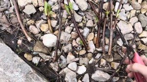 🌱 ВЕСЕННЕЕ ЧЕРЕНКОВАНИЕ: ЛУЧШИЕ ЛАЙФХАКИ ДЛЯ 100% УКОРЕНЕНИЯ