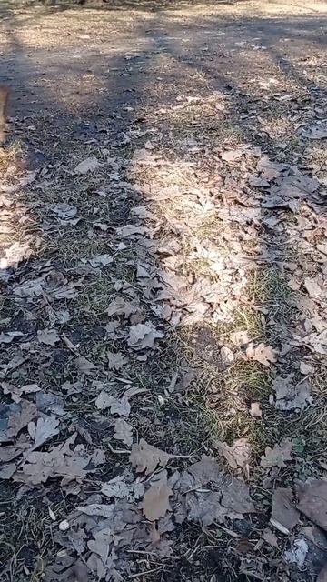 белка ест орехи, грецкие, лесные смотреть онлайн