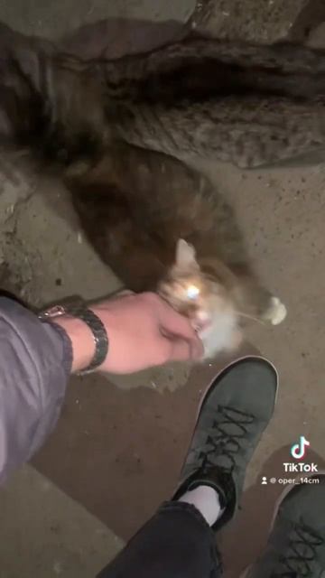 Жаль что не у всех котиков есть свой дом🥺 #мяу смотреть онлайн