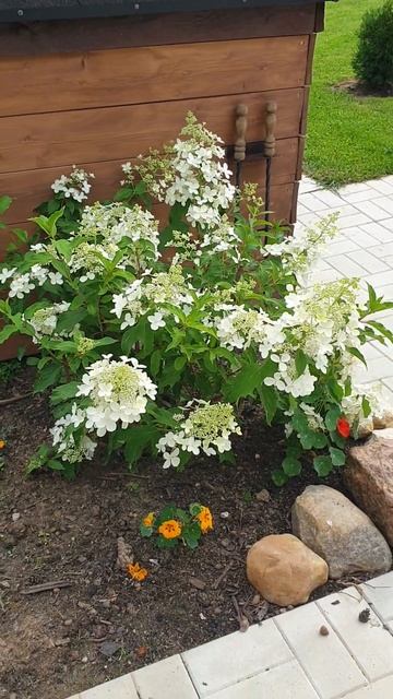 Гортензия метельчатая Долли #гортензия #flowers #garden #сад # смотреть онлайн