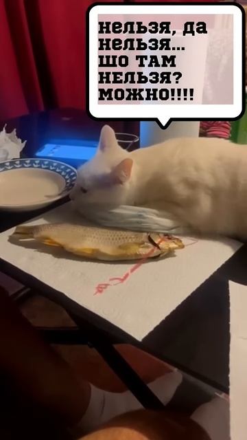 #shorts А не поесть ли нам рыбки? смотреть онлайн