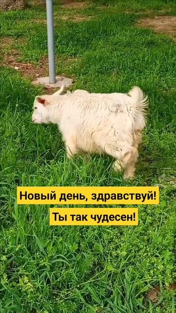 Новый день.🌼🏵️ #музыка #приколы #юмор #животные #прир смотреть онлайн