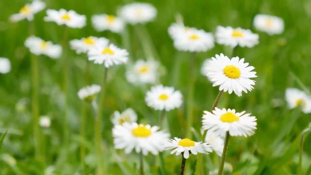 СЕЛО, КОТОРОЕ ПУГАЕТ ДО ДРОЖИ! Жуткие и Страшные Истор? смотреть онлайн