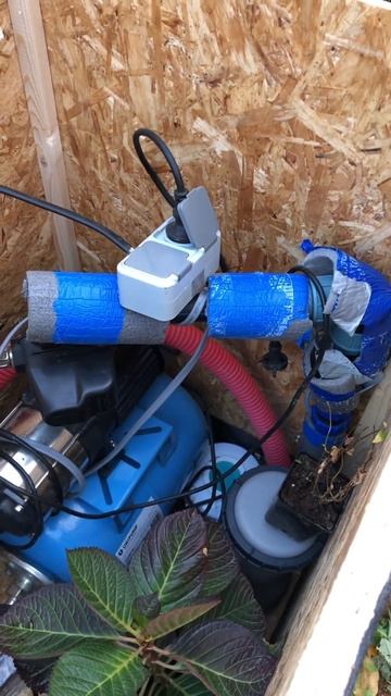 Как зимуют мои гортензии на юге. Крупнолистные, черенк смотреть онлайн