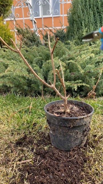 Готую саджанець гортензії до посадки #shorts смотреть онлайн