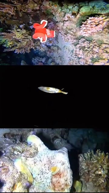 Ночной дайвинг Шарм ель Шейх отель amphora beach reef ночная ж? смотреть онлайн