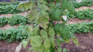 Посадка малины осенью.