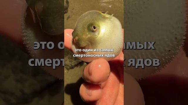 Дельфины употребляют яд рыбы фугу чтобы покайфовать #? смотреть онлайн
