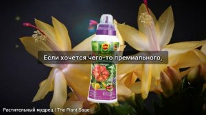 ЧЕМ ПОДКОРМИТЬ ЦВЕТОК ДЕКАБРИСТ В НОЯБРЕ, ЧТОБЫ ОН РАС