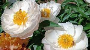 ПИОНЫ.Сорта - фавориты цветения 2024года.Часть 2.