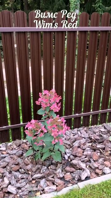 Сорта метельчатых гортензий🌸 #садгортензий #sorts #garden # смотреть онлайн