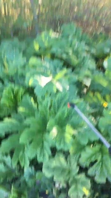 Борщевик смотреть онлайн