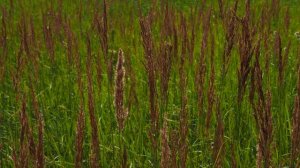 Я узнал, что у меня есть огромная семья!