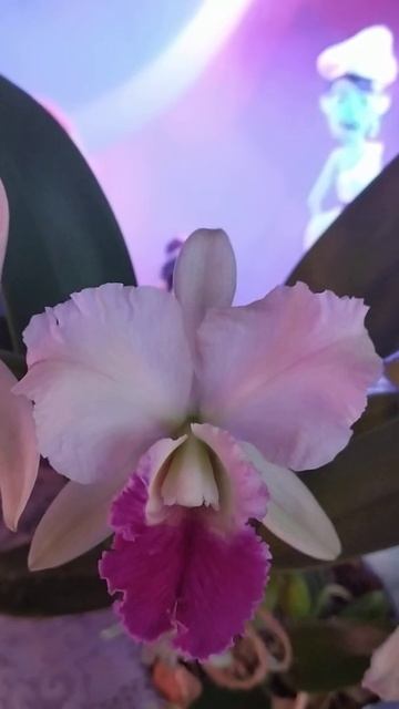 Моя каттлея. смотреть онлайн