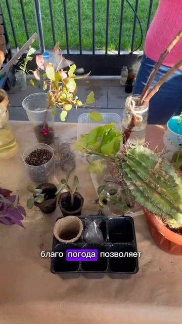 📌Подписывайся https://vk.com/lena_mon_plant #комнатныерастения #pla