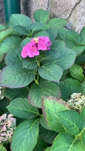 annabelle hydrangea гортензия garden гортензія flowers parkjardin アジ