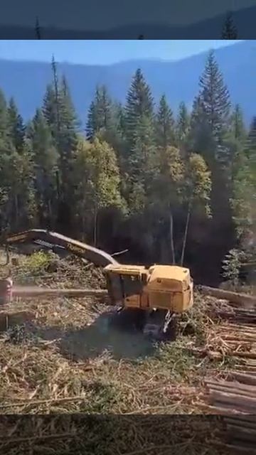 Бизнес на древесины - бизнес идея. 👍 #shorts #dozer #caterpillar #teh смотреть онлайн