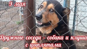 И такое бывает - собака и клуша с цыплятами....
