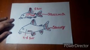 Определение пола у коридорасав