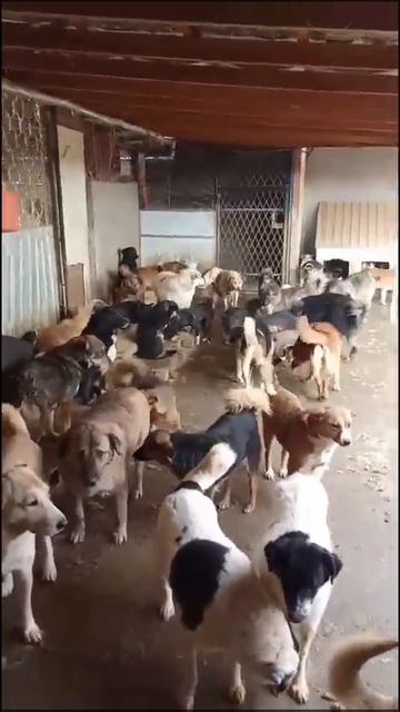 Все хотят ласки, приют Четыре лапы смотреть онлайн