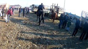 Лошади на Базаре в Чечне - РЫНОК ЛОШАДЕЙ
