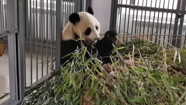 Панда 🐼 ДинДин чувствует себя прекрасно. Московский ? смотреть онлайн
