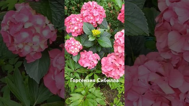 Гортензия Сибилла смотреть онлайн