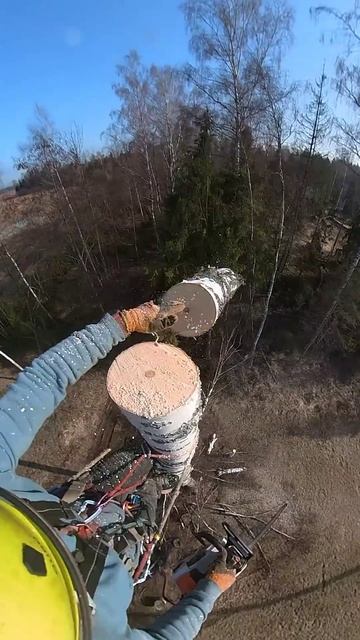 Пилим большие берёзы #арбористика #treeclimbing смотреть онлайн