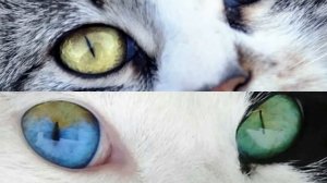 Характер Вашей Кошки По Цвету Глаз. Почему у Кошек Быв?