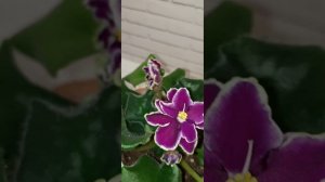 Красота🤩Зацвели фиалки из листа🤩Ровно год уже прошёл...