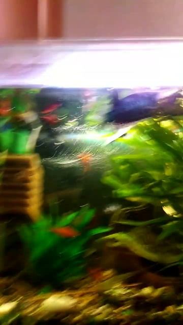 рыбы едят смотреть онлайн