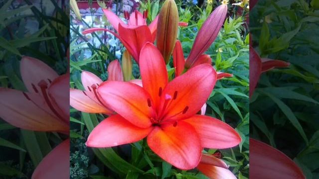 Г.Трушкова тыла В.Яковлева - Чэлгийээнэ мел. Л.Слепцова смотреть онлайн