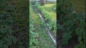 ЛЁГКИЙ СПОСОБ как вырастить картошку || КАРТОШКА НА КА?
