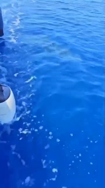 Огоооо😳 Большая Акула в Средиземном море у берегов Л? смотреть онлайн