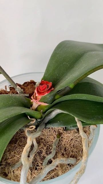 Размножение орхидей #olgavolodievna #orchid #орхидеиуход #размно смотреть онлайн
