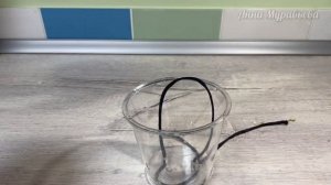 Пересадка Алоказии Анторо Вельвет ‘Antoro Velvet’ Фитильн?