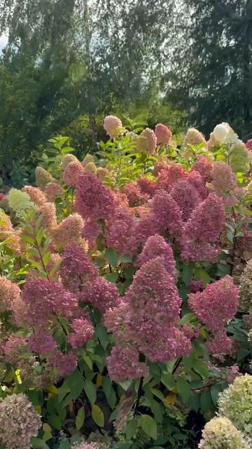 #hydrangea#pinky #promise гортензия#garden#гортензія#сад#flowers#park#jardin # смотреть онлайн