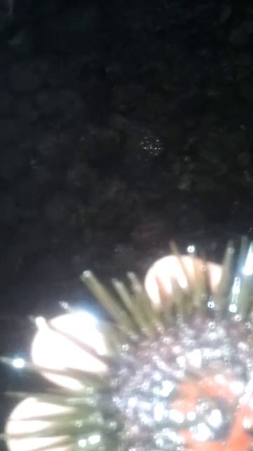 Морской еж египта смотреть онлайн