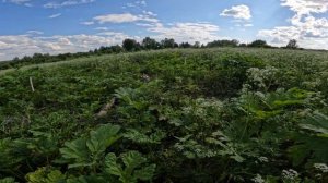 Борьба с борщевиком эффект от обработки химией спустя