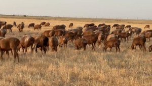 Астраханская область черный яр